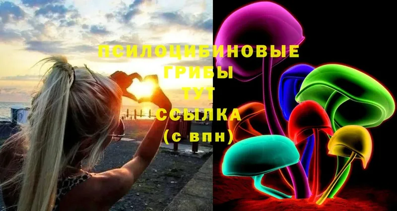 Галлюциногенные грибы Psilocybine cubensis Бологое